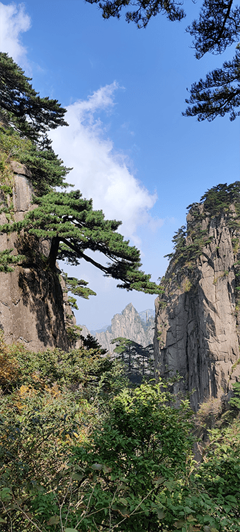 探海松